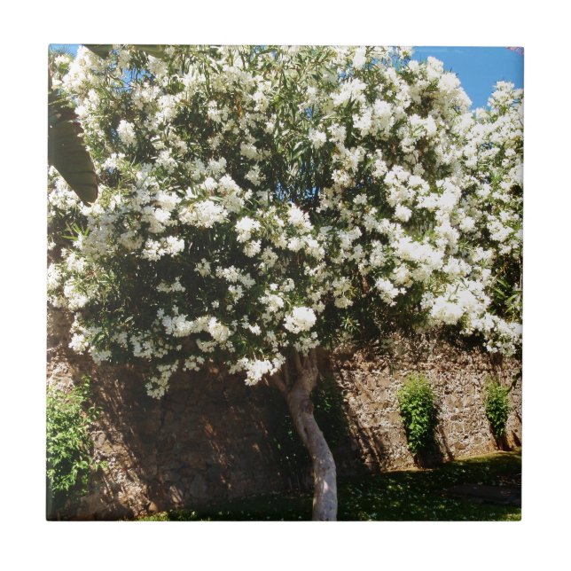 Jasmine Tree In Bloom Ceramic Tile (Front)