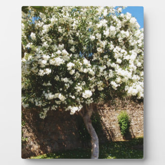 Jasmine Tree In Bloom Plaque