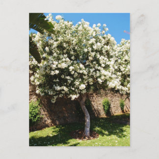 Jasmine Tree In Bloom Postcard