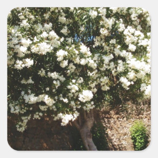 Jasmine Tree In Bloom Square Sticker
