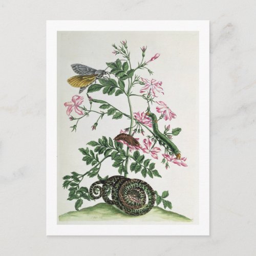 Jasmine with snake moth caterpiller and chrysal postcard