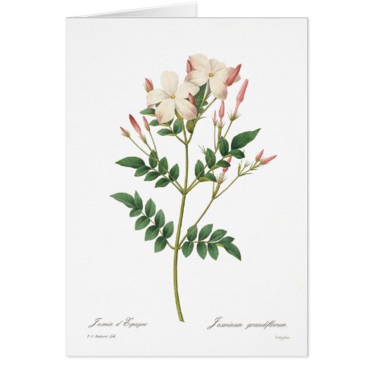 Jasminum grandiflorum cards (Front)