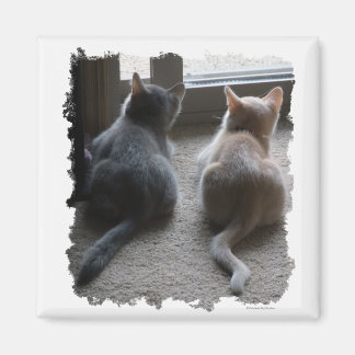 Jasper & Kaylee Square Kitten Magnet