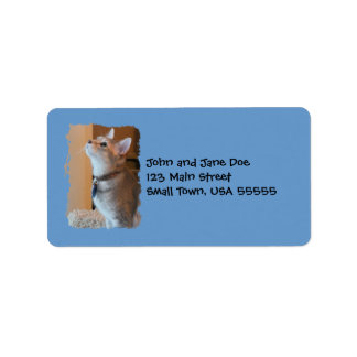 Jasper Kitten Photo Blue Address Labels