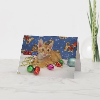 Jasper's Holiday Decorating ( Cat / Kitten)