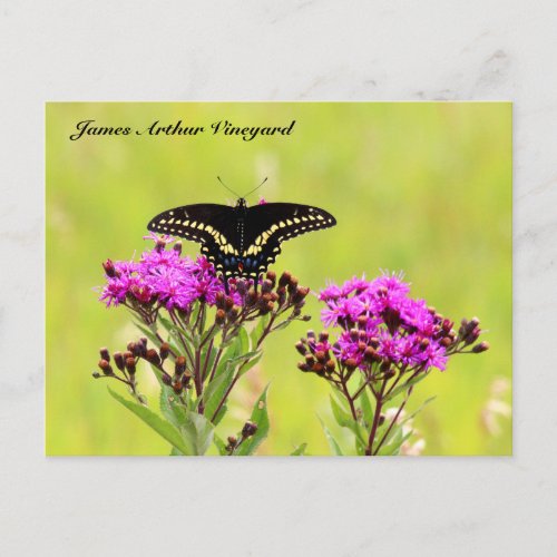 JAV Blackswallow Tail Butterfly 2013 PC 1 Postcard