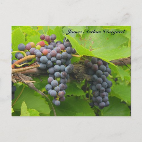 JAV St Croix Purple grapes 2013 2 logo Postcard