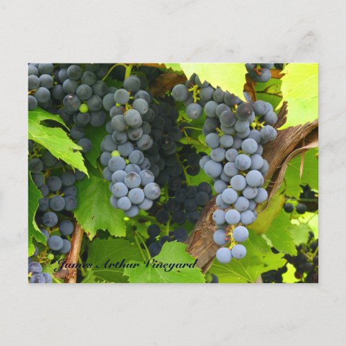 JAV St Croix purple grapes 2013 6 Postcard