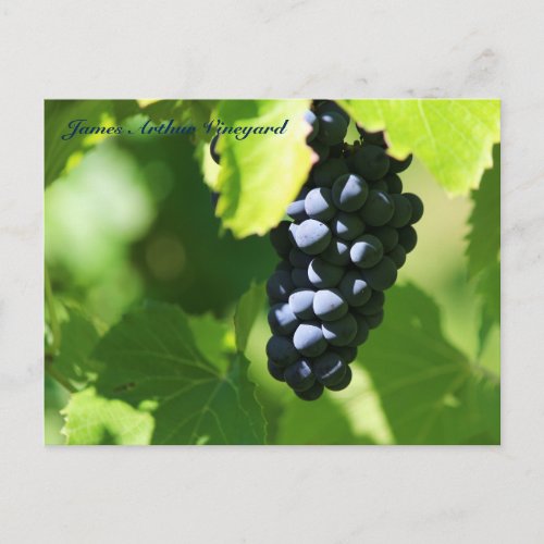 JAV St Croix purple grapes 2014 100n Postcard