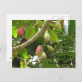 Java Apple Tree Postcard (Front/Back)