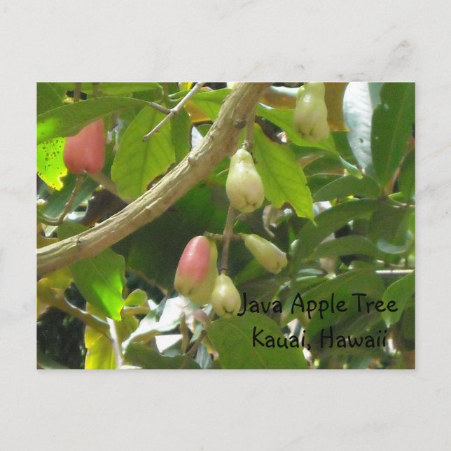 Java Apple Tree Postcard (Front)