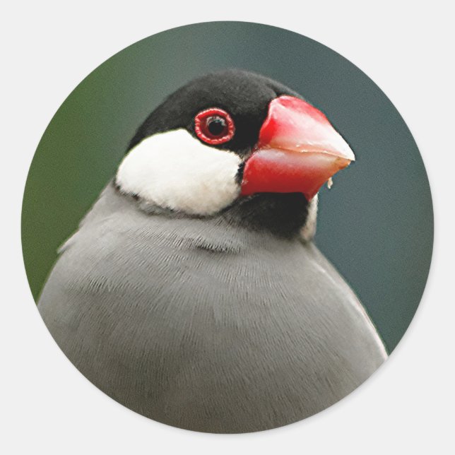 Java Finch Classic Round Sticker (Front)