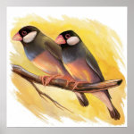 Java Sparrow Finches Realistic Painting Poster