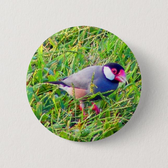 Java Sparrow in the grass in Hawaii Pinback Button (Front)