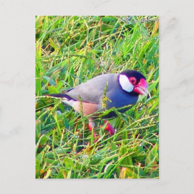 Java Sparrow in the grass in Hawaii Postcard (Front)