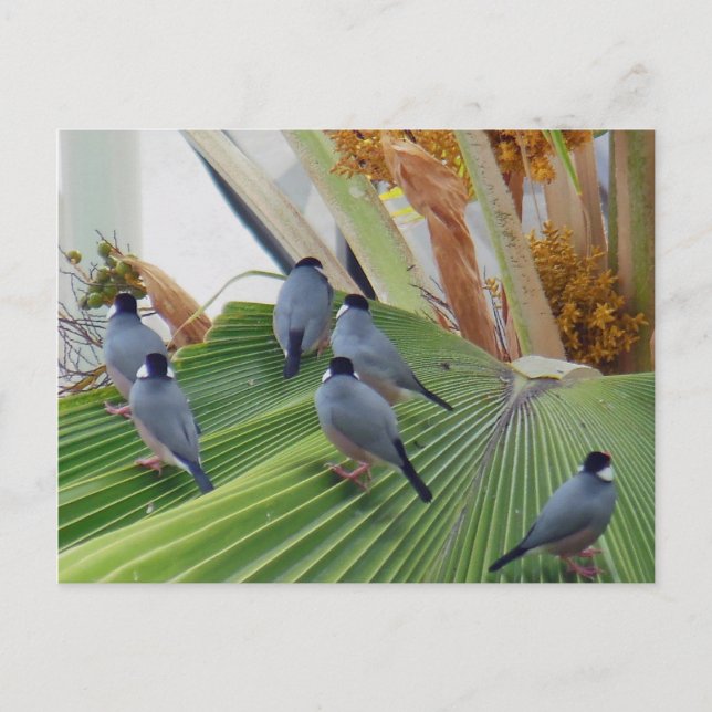 Java Sparrows Hawaii Postcard (Front)