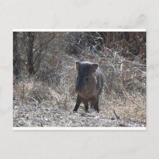 Javalina Postcard