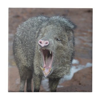 Javalina With His Mouth Wide Open Ceramic Tile by WildlifeAnimals at Zazzle