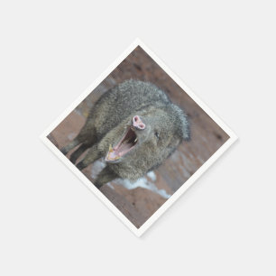 Javalina With his Mouth Wide Open Napkins