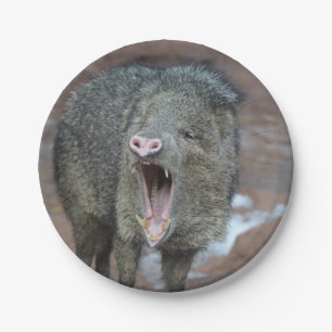 Javalina With his Mouth Wide Open Paper Plates