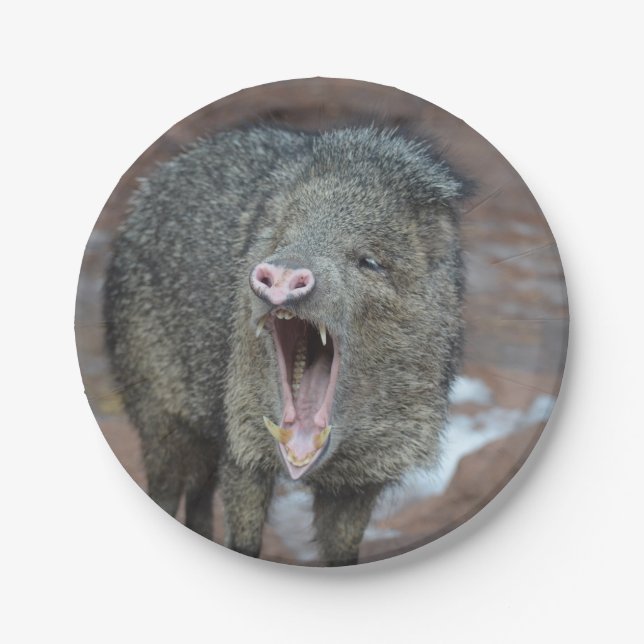Javalina With his Mouth Wide Open Paper Plates (Front)