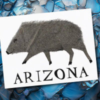 Javelina ARIZONA Desert Wild Animal Peccary Nature