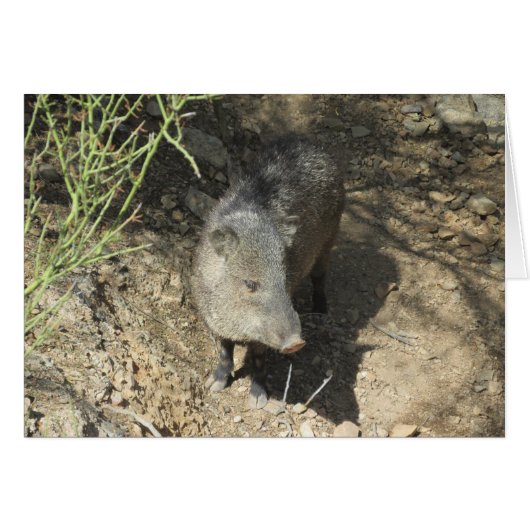 Javelina Cards (Front Horizontal)