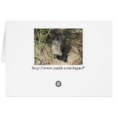 Javelina Cards (Back Horizontal)