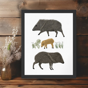 Javelina Family Portrait Desert Animals Poster