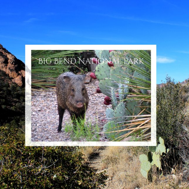  Javelina, Peccary, Prickly Pear, Big Bend Postcard (Creator Uploaded)