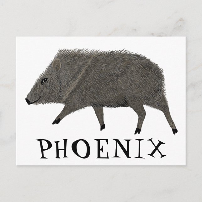 Javelina PHOENIX Desert Wild Animal Peccary Nature Postcard (Front)