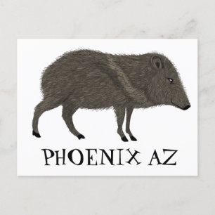 Javelina PHOENIX Desert Wild Animal Peccary Nature Postcard