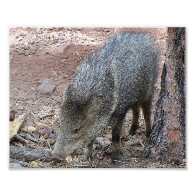 Javelina Photo Print (Front)