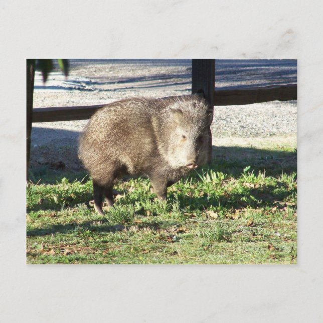 Javelina Postcard (Front)
