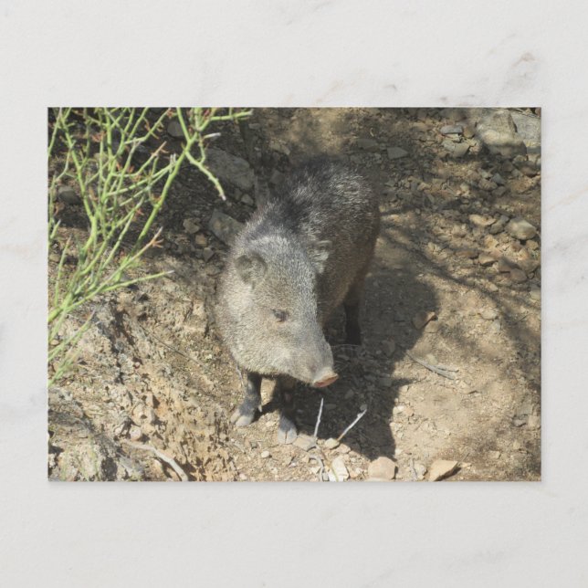 Javelina Postcard (Front)