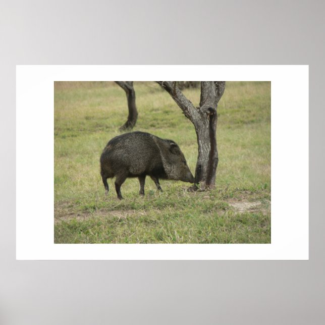 Javelina. Poster (Front)