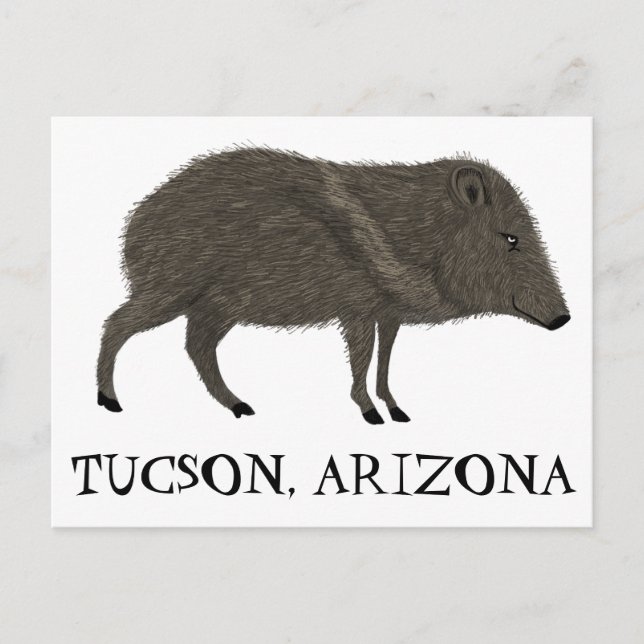 Javelina TUCSON  Desert Wild Animal Peccary Nature Postcard (Front)