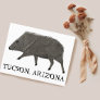 Javelina TUCSON Desert Wild Animal Peccary Nature Postcard