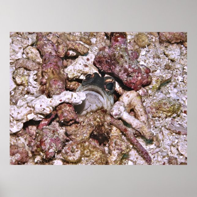 Jawfish Peeking Poster (Front)