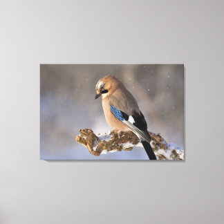 Jay Bird  Canvas Print