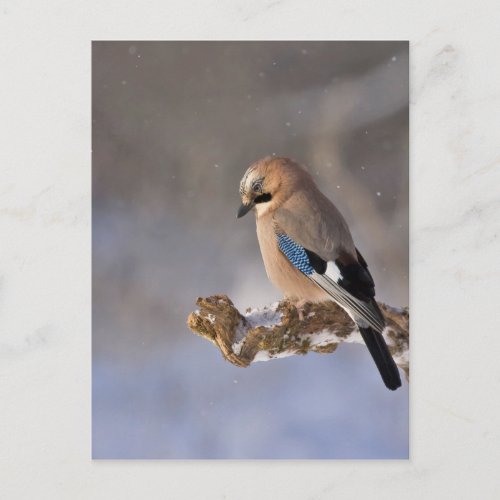 Jay Bird in Winter Postcard