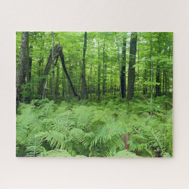 Jay Cooke State Park Ferns and Forest Jigsaw Puzzle (Horizontal)