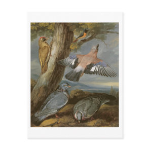 Jay, Green Woodpecker, Pigeons and Redstart, c.165 Postcard
