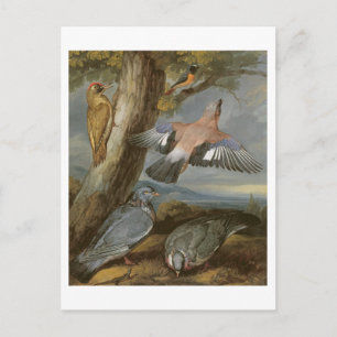 Jay, Green Woodpecker, Pigeons and Redstart, c.165 Postcard