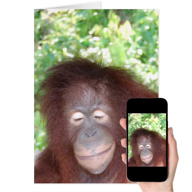 Jealousy: Beautiful Red Hair Orangutan | Zazzle Jealousy: Beautiful Red Hair Orangutan | Zazzle