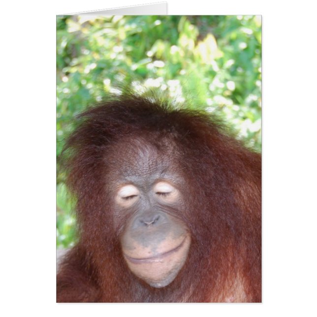 Jealousy: Beautiful Red Hair Orangutan (Front)