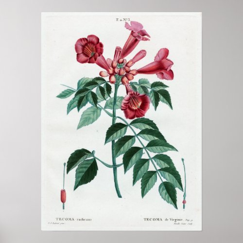 Jean Marie Mixelle Trumpet Vine Campsis radicans Poster