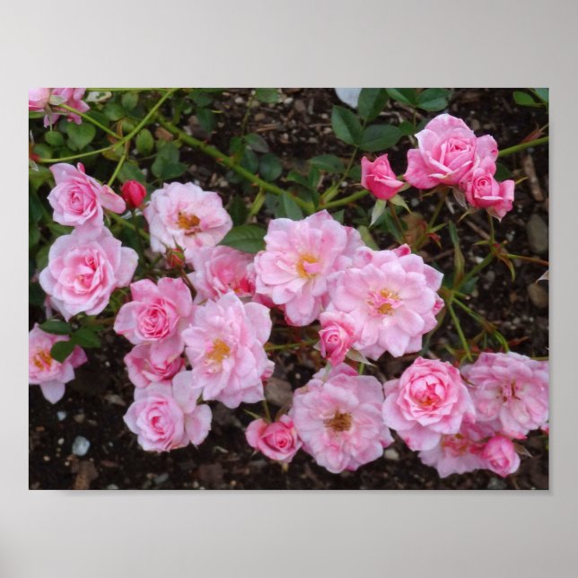 Jeanne LaJoie Rose #1 Poster (Front)