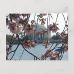 Jefferson Memorial National Cherry Blossom Fest Postcard