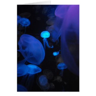 Jellies Cards